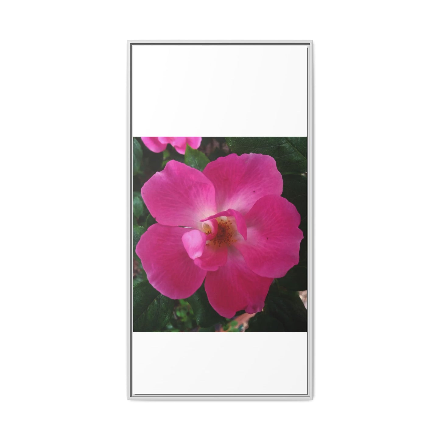 Framed Floral Canvas Art Print | Vibrant Pink Flower Decor, Wall Art for Home, Gift for Her, Mother's Day, Birthday