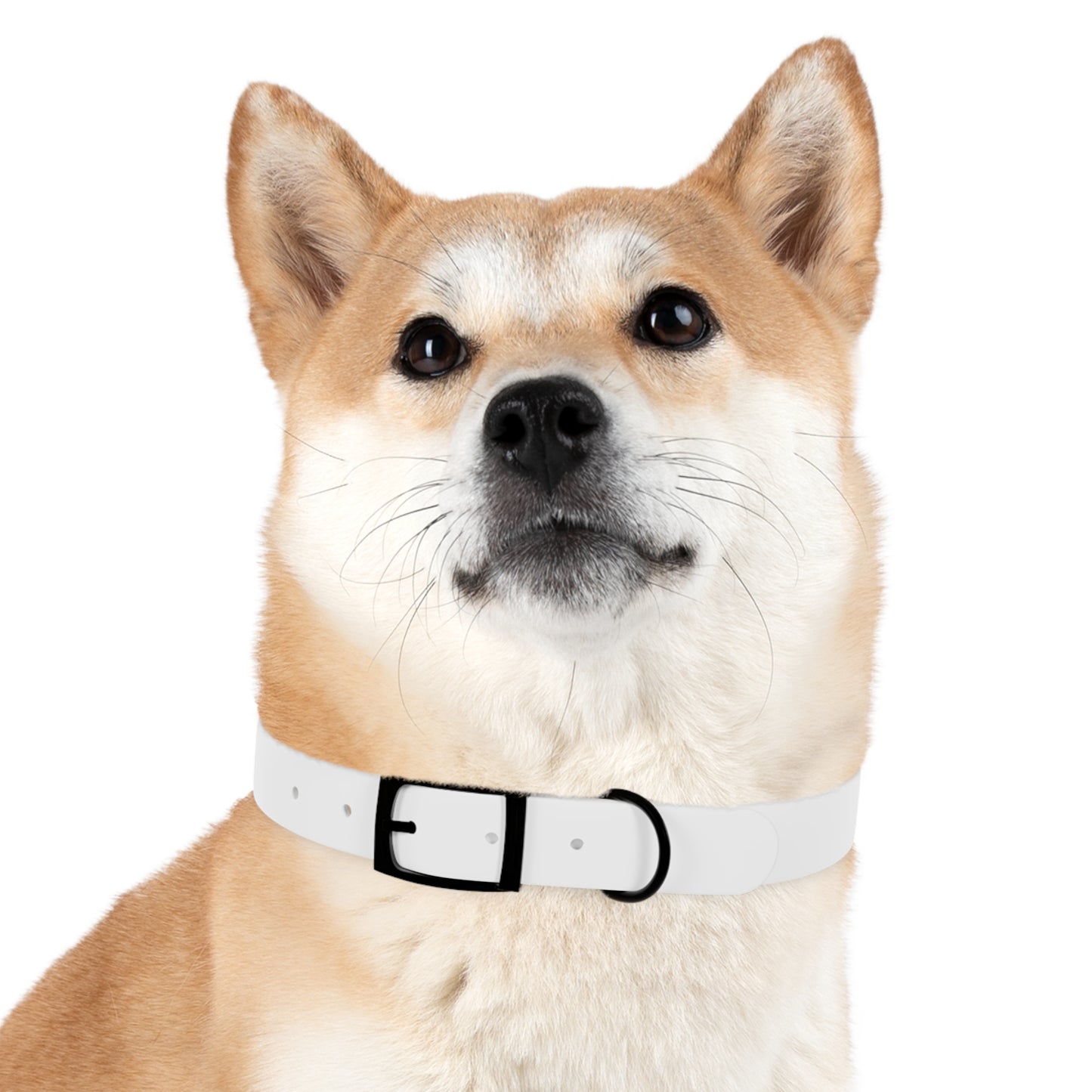 Collier pour chien
