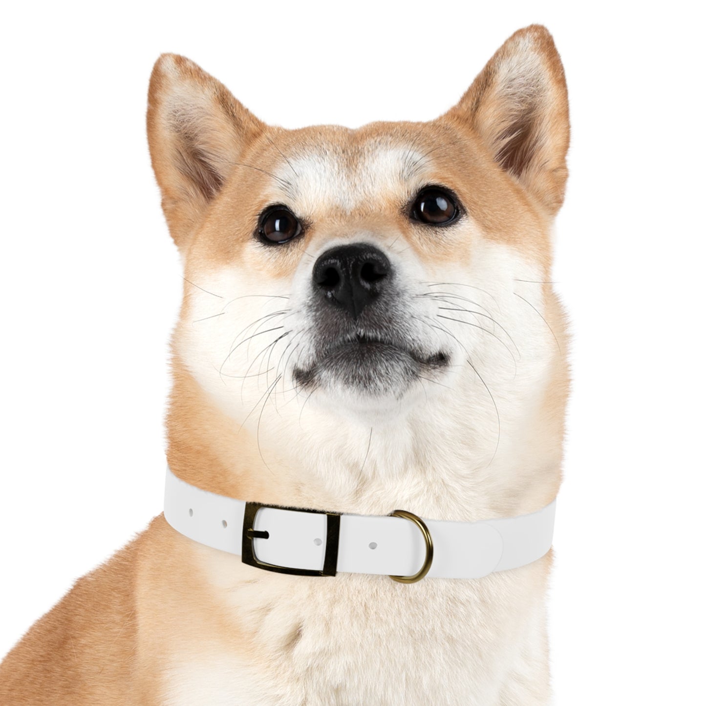 Collier pour chien