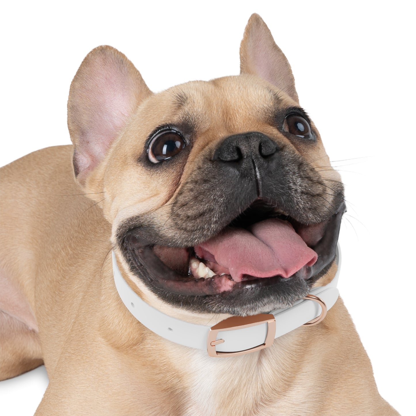 Collier pour chien