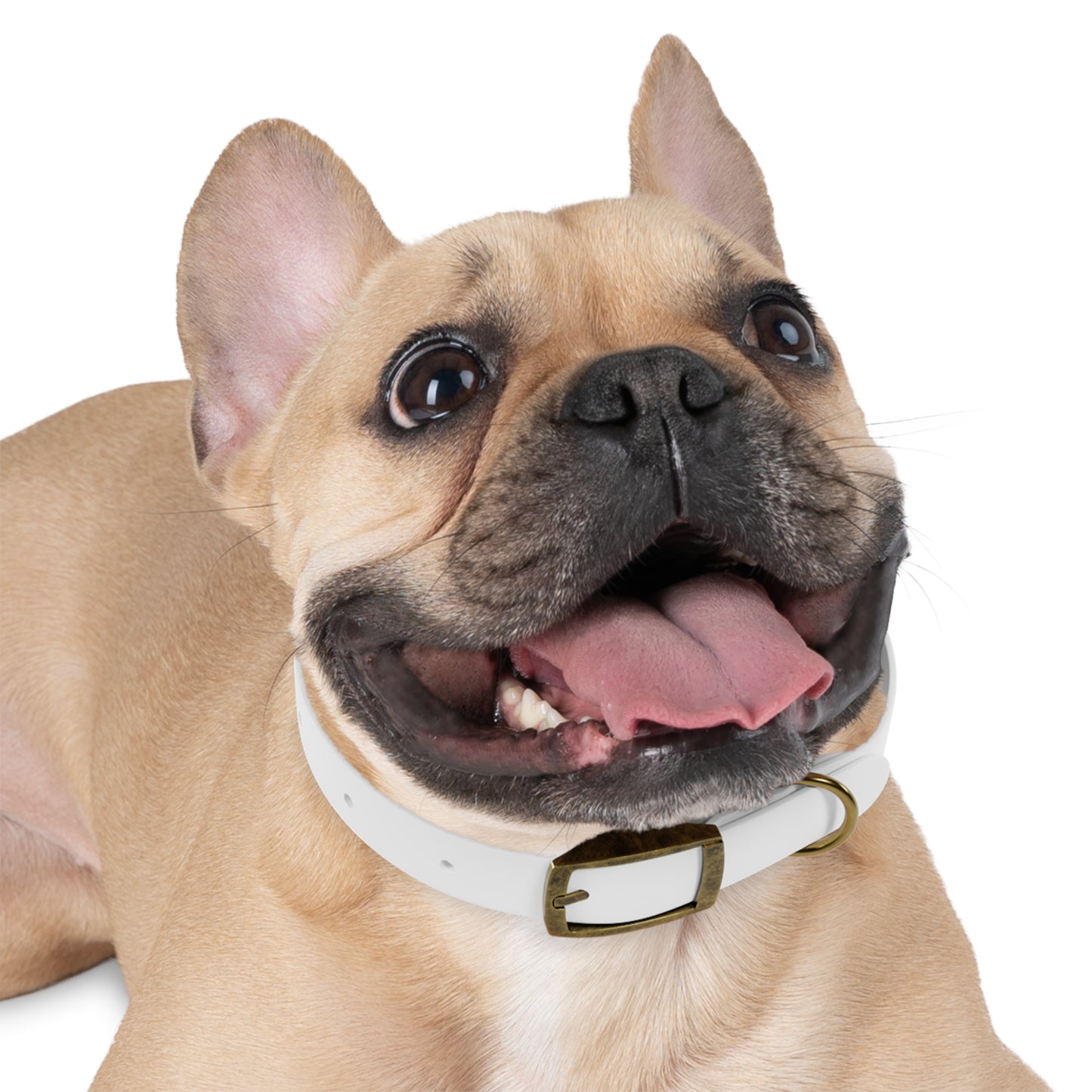 Collier pour chien