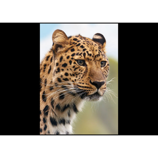 Woven Blanket Cheetah