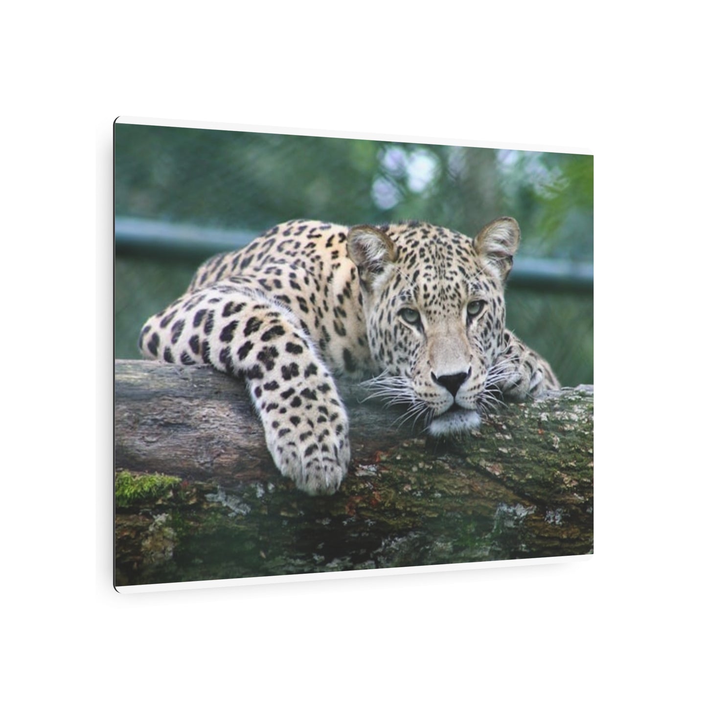 Metal Art Sign Cheetah