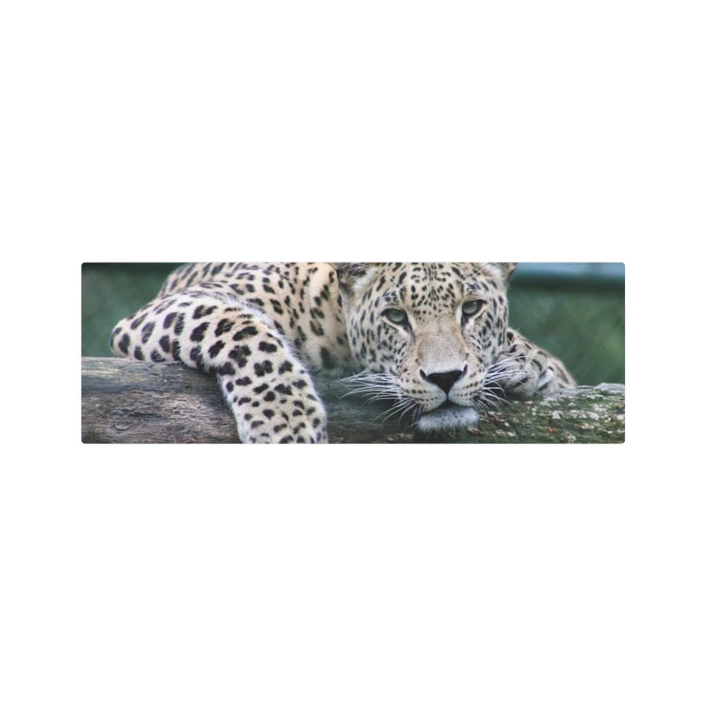 Metal Art Sign Cheetah