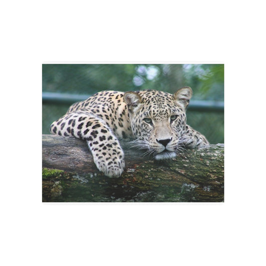 Panneau d'art en métal Guépard